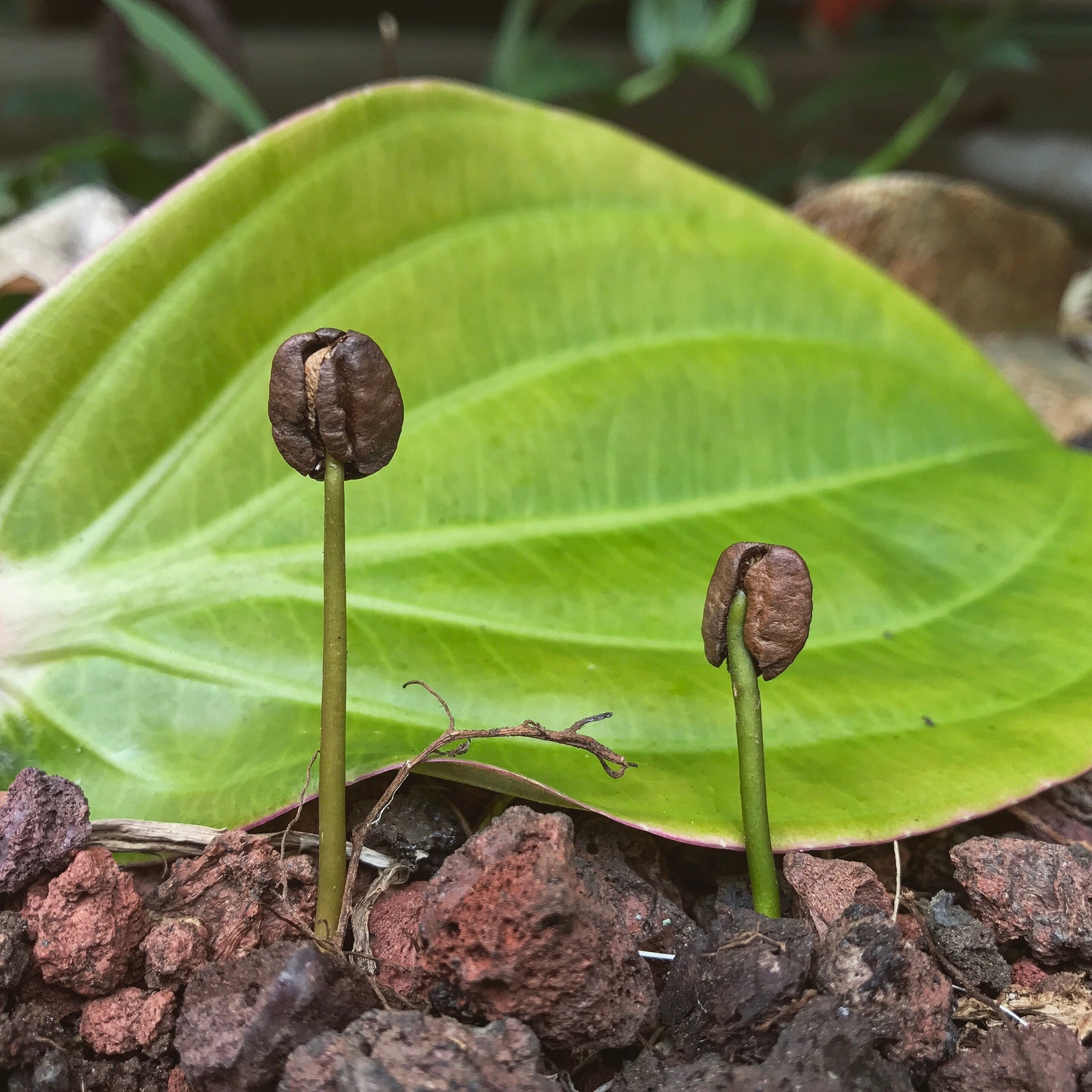 Don't get fooled - know this before you buy Kona coffee - Big Island Coffee Roasters