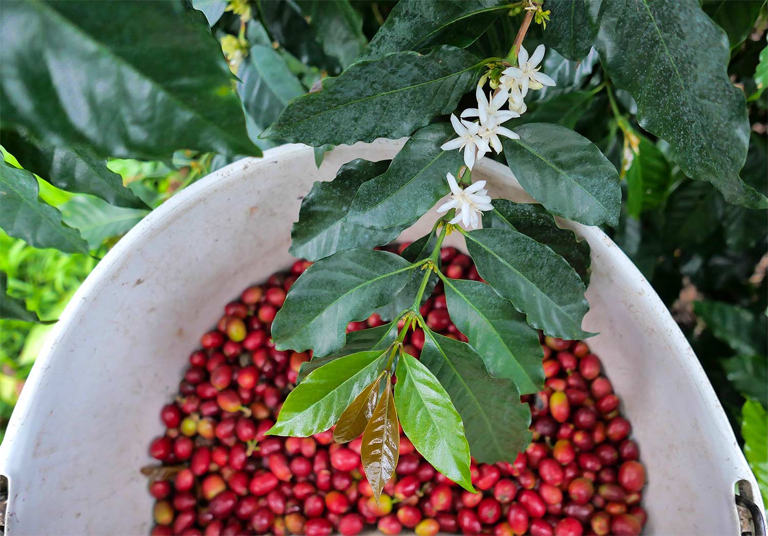 Specialty, Fair Trade, and Organic Hawaiian Coffee - Big Island Coffee Roasters