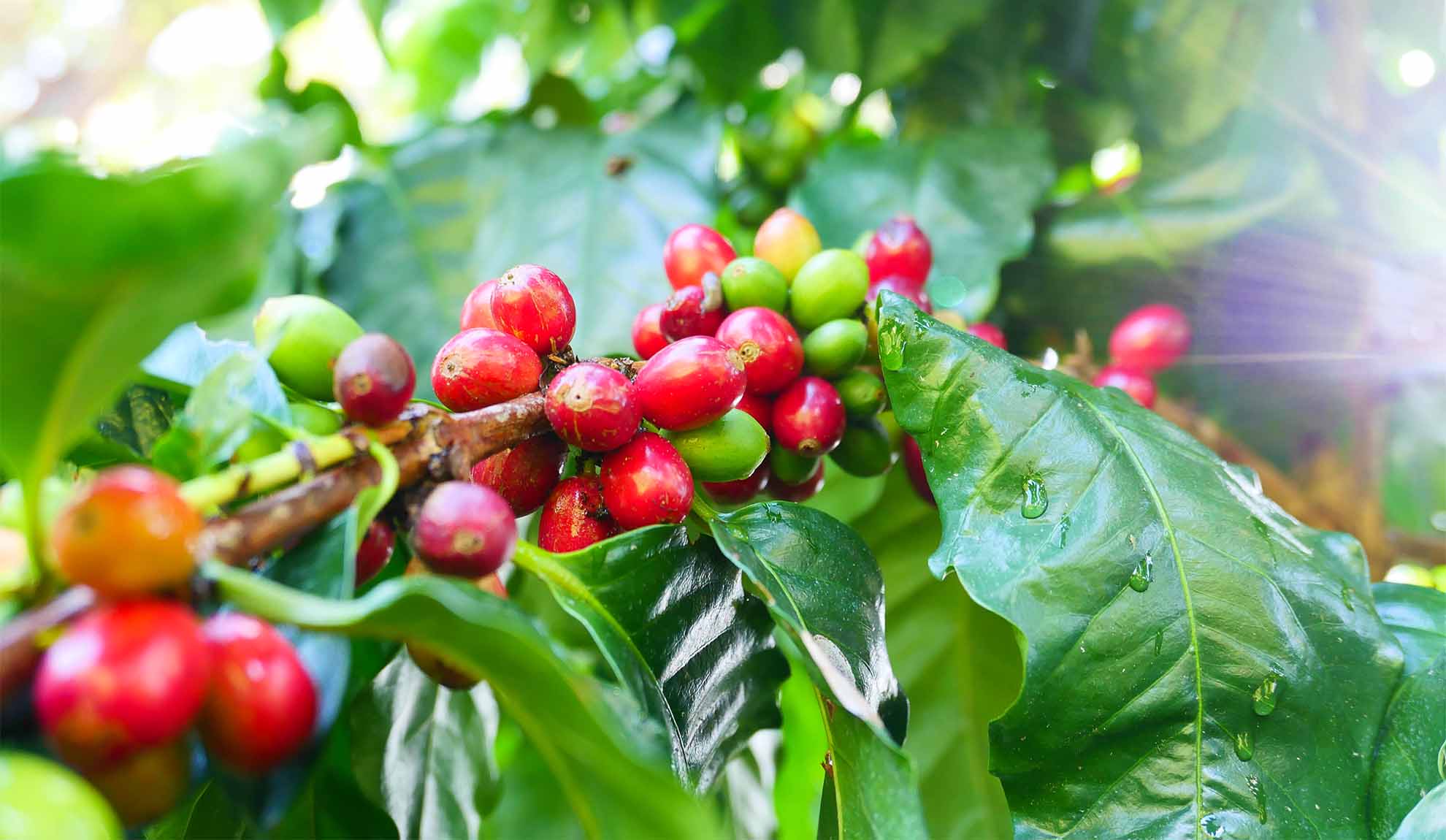 What's the difference between Ka'u and Kona coffee? - Big Island Coffee Roasters