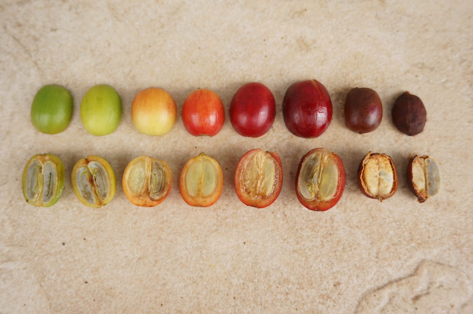 The Truth About Coffee & Mycotoxins - Big Island Coffee Roasters