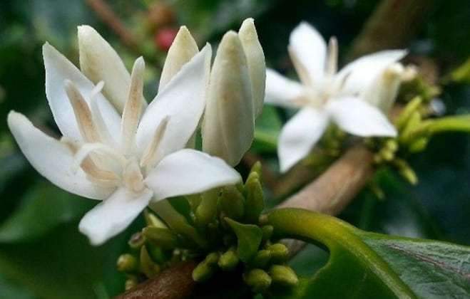 2014 Fresh Crop List: Ka’u Coffee - Big Island Coffee Roasters