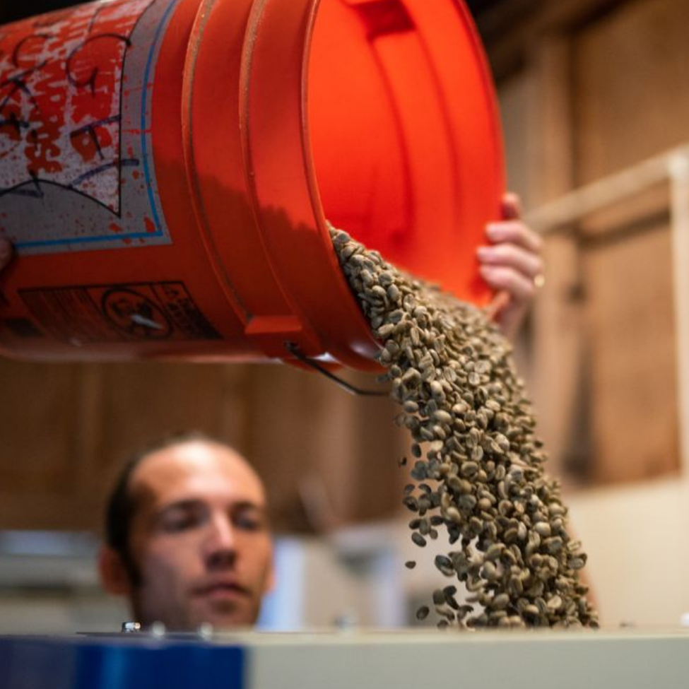 Milling and grading Hawaiian kona coffee