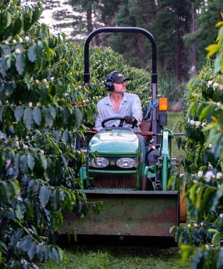 Harvesting K&#39;au Coffee | Big Island Coffee Roasters