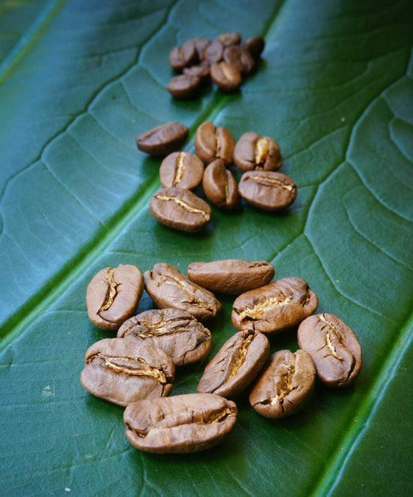 【Moon様】専用・緑360g/肌(B珈琲)300g≪リクエスト特割特価≫ 100% Kona Peaberry Green Coffee | Top Rated Kona Peaberry | Green