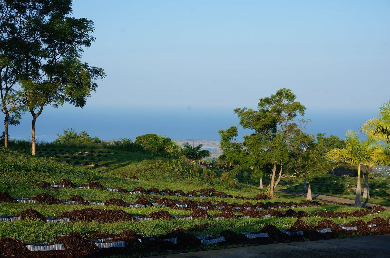 Geisha coffee farm in Hawaii