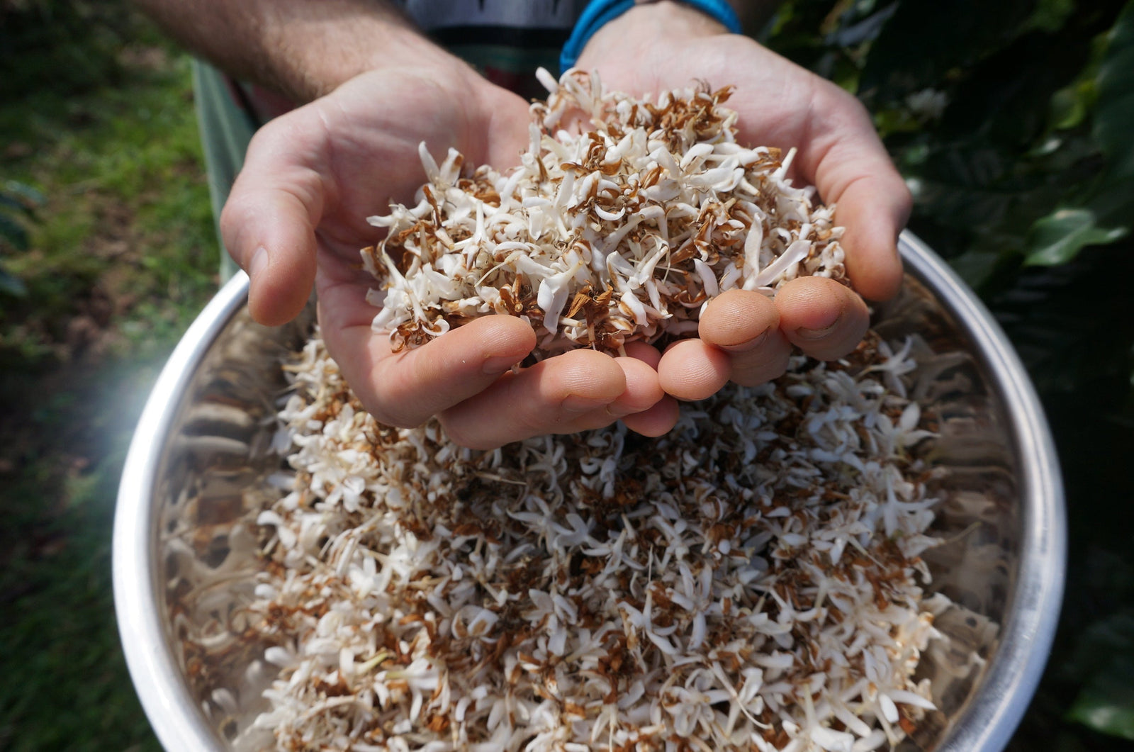 Coffee Flower Blossom Tea