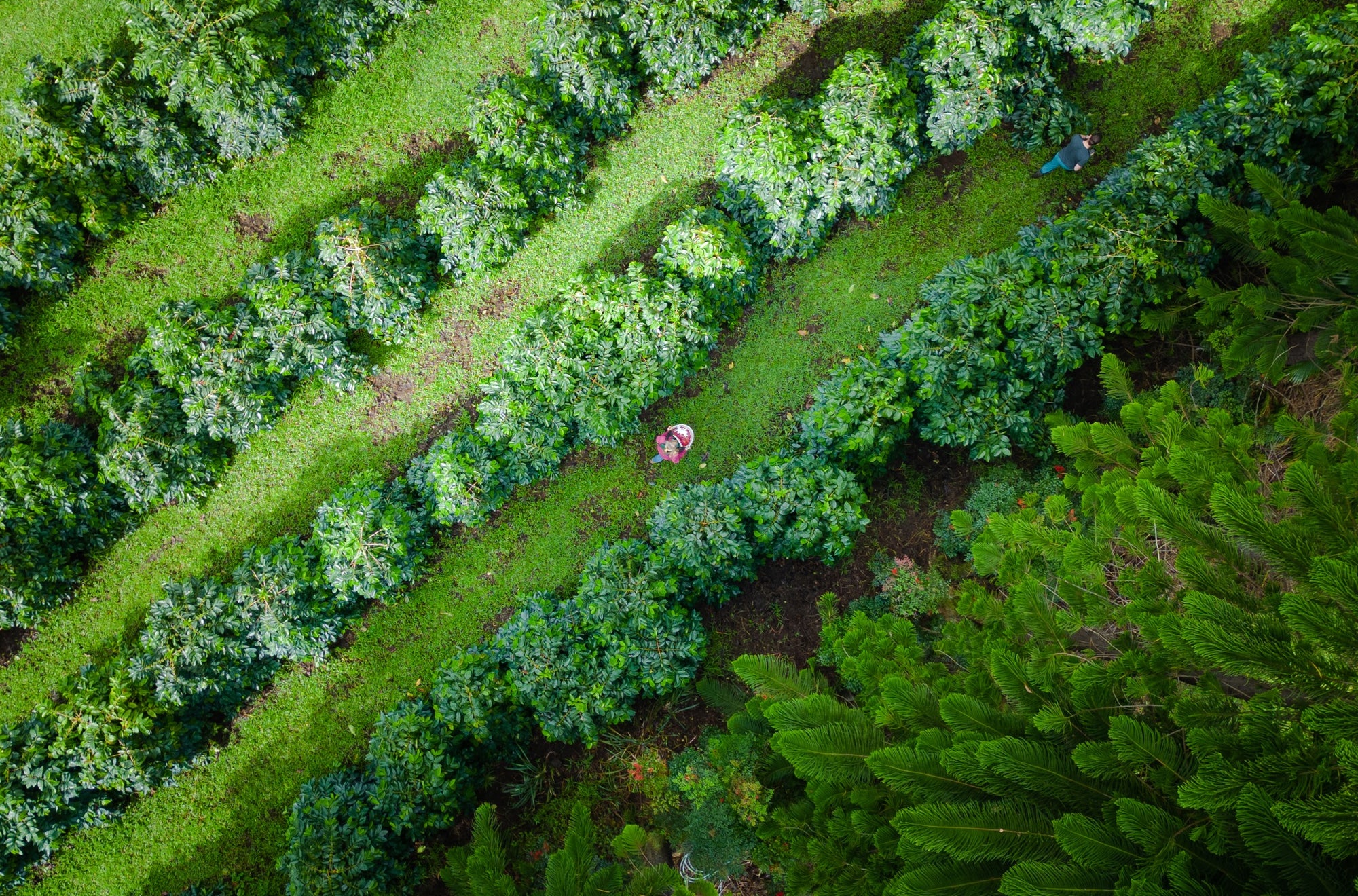 Aerial above view of a coffee farm