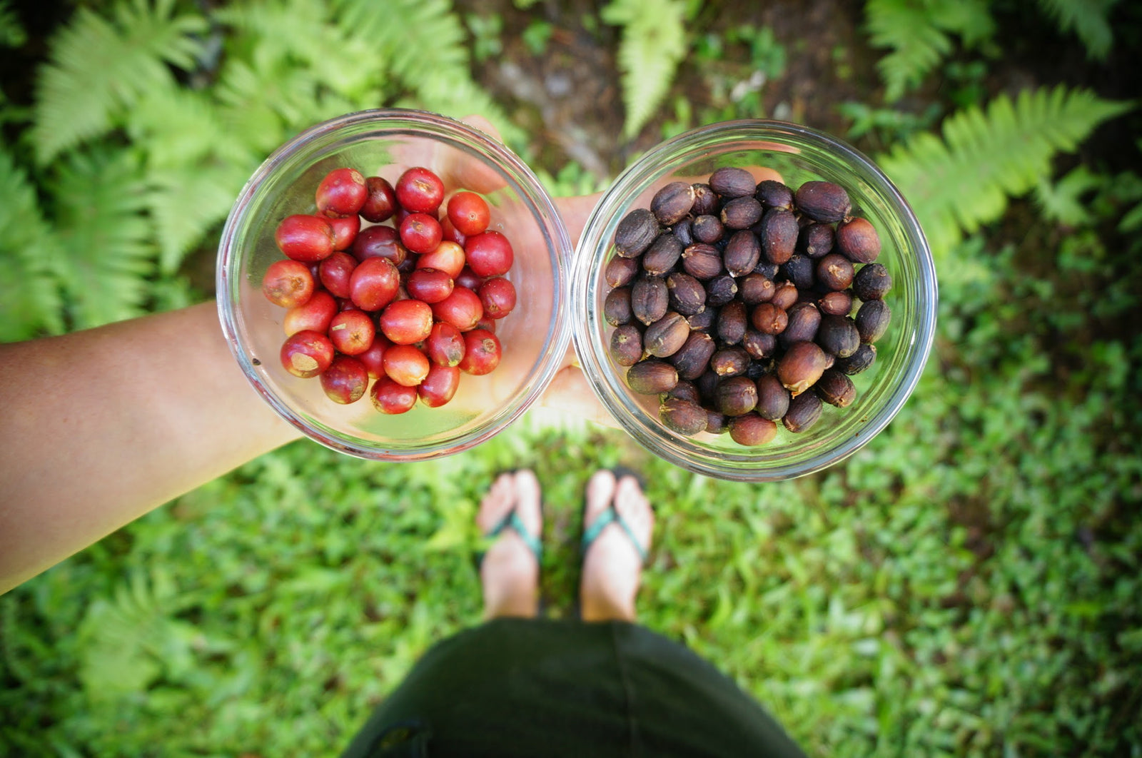 Coffee Story: Ka'u Natural Process, The Brandy of Coffee - Big Island Coffee Roasters