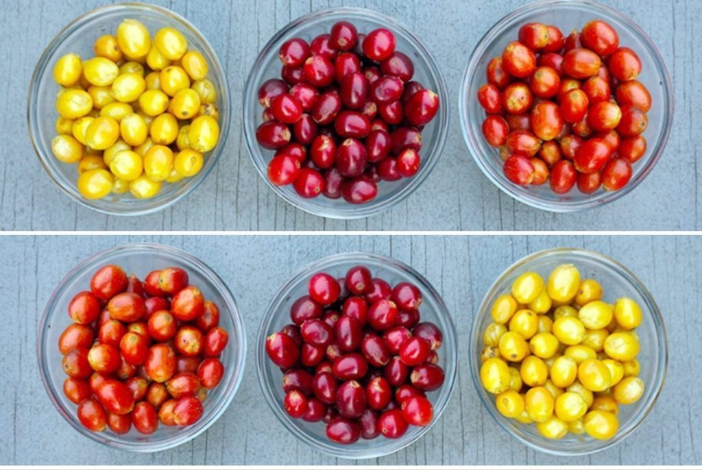 Tasting Hawaii: Notes on our 2016/17 line of Hawaiian coffees - Big Island Coffee Roasters