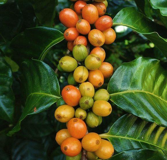 Hawaiian Pink Bourbon! - Big Island Coffee Roasters