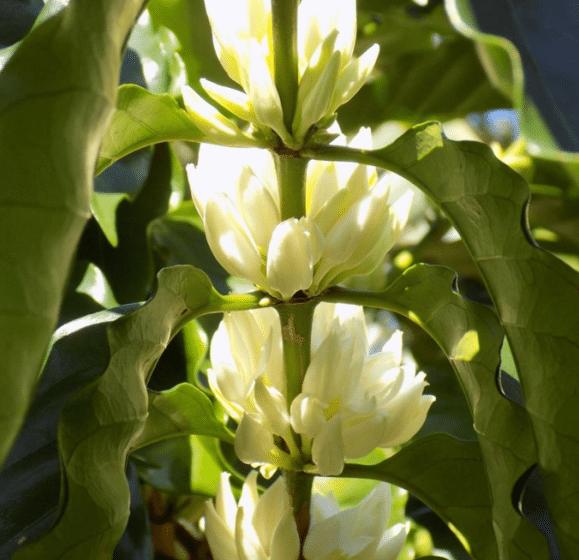 Lucky Laulima’s Puna Coffee - Big Island Coffee Roasters