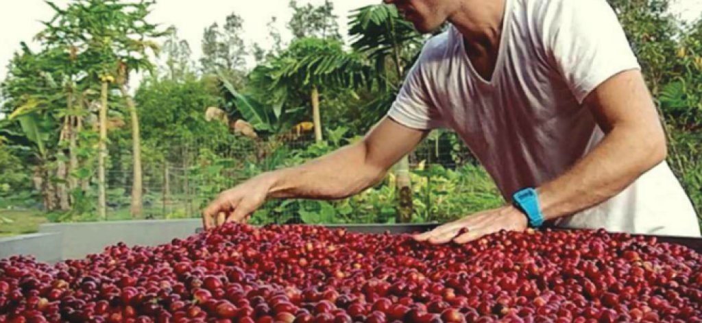 Growing Hawaiian Coffee in the Wild, Wild West - Big Island Coffee Roasters