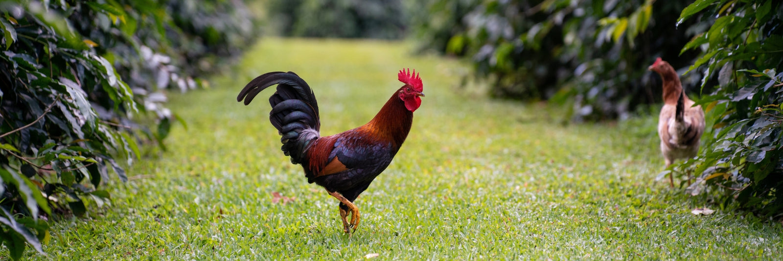 Sustainability and Impact Report