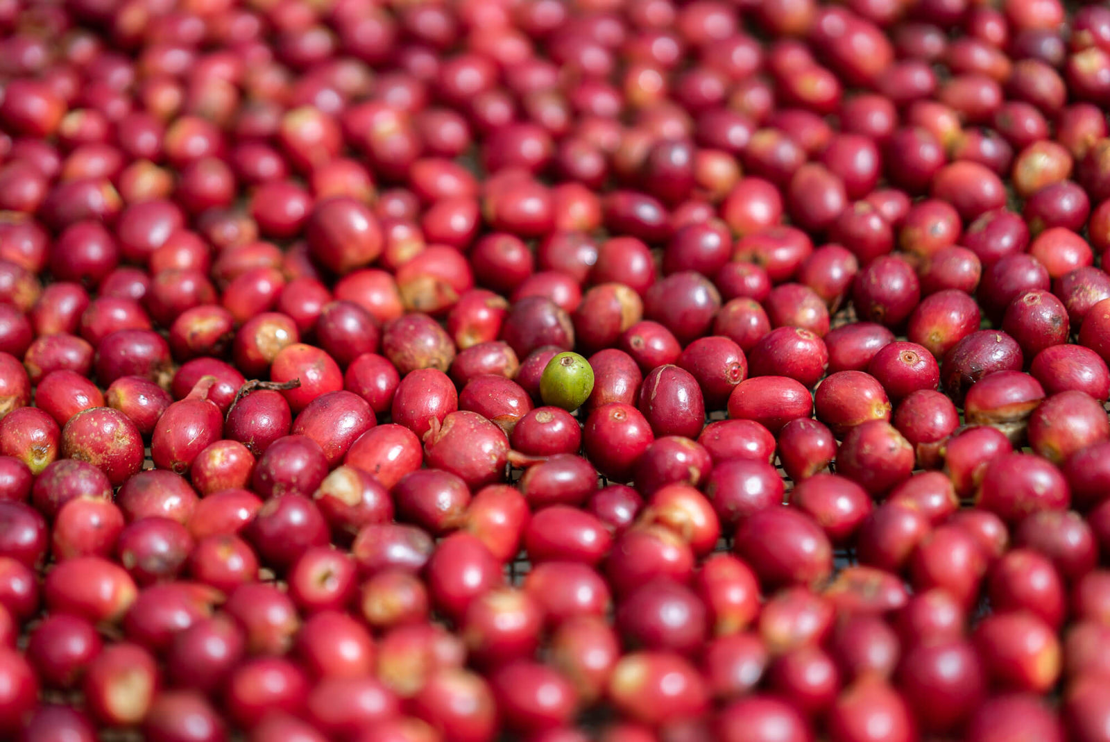 Coffee Story: Single Estate Ka'u Coffee from Alla & Rus - Big Island Coffee Roasters
