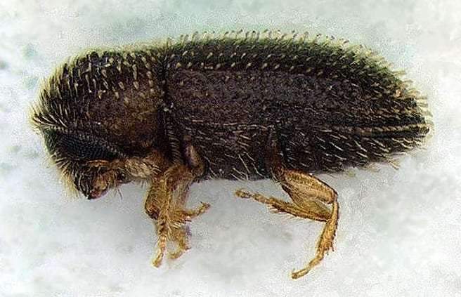 A pesticide often found in low quality coffee