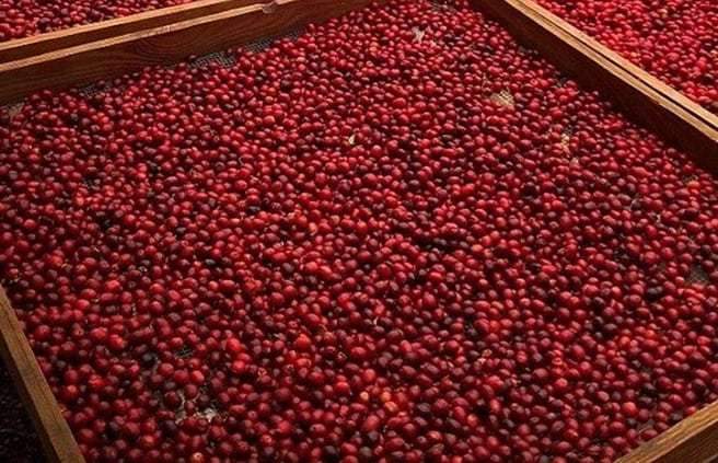 The Natural Process: Puna Coffee - Big Island Coffee Roasters