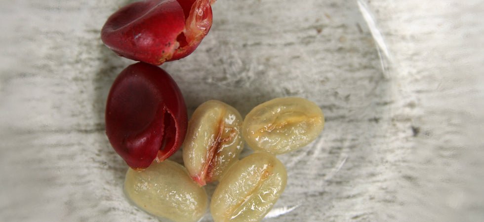 Honey Processed Coffee Beans What are They? 