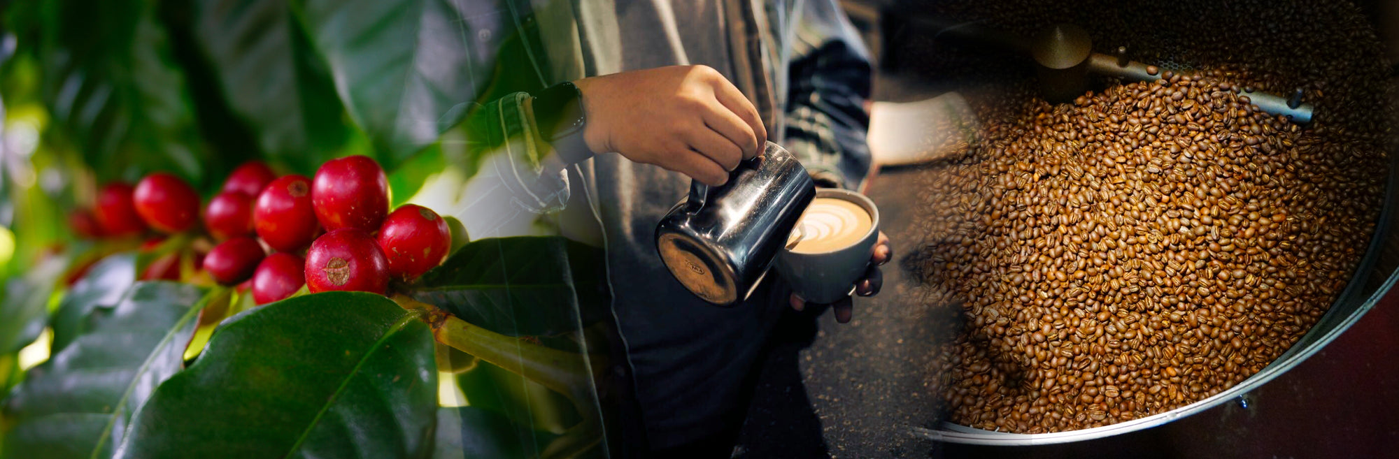 The Carbon Footprint of Hawaiian Coffee - Big Island Coffee Roasters