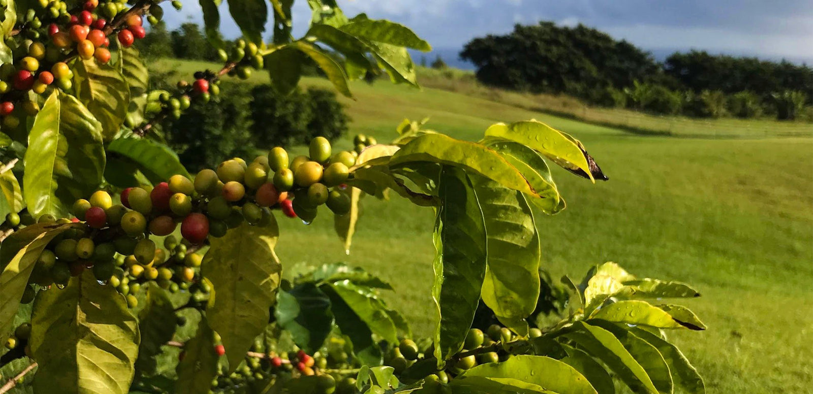 Direct Trade Hamakua coffee - Big Island Coffee Roasters