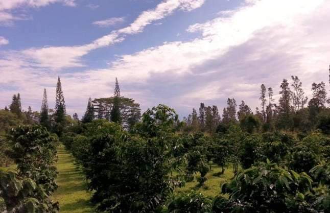 Is your Hawaiian Coffee Organic? - Big Island Coffee Roasters
