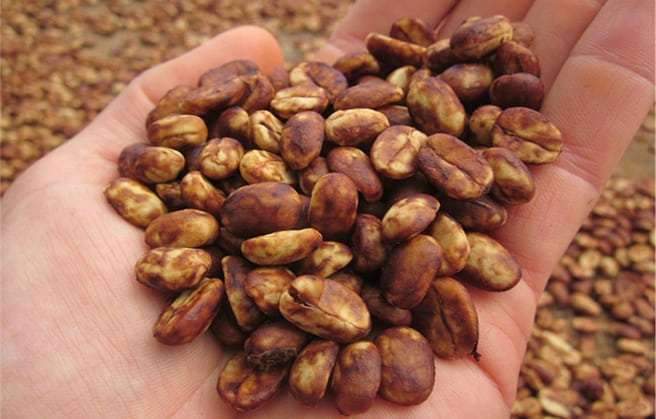 Coffee Review: 94 for Honeyed Yellow Caturra - Big Island Coffee Roasters