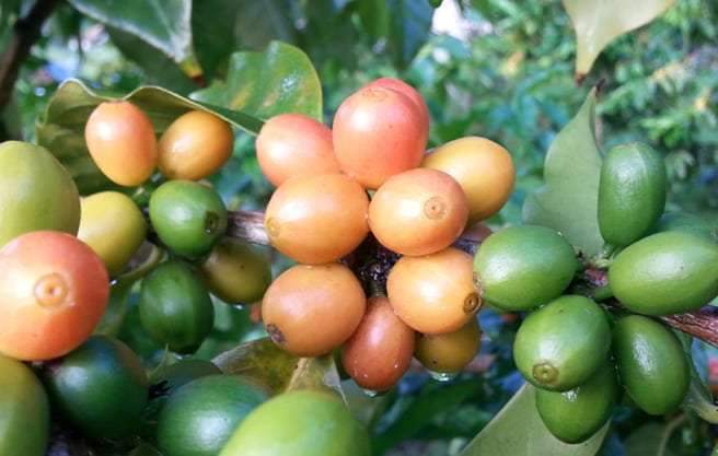 How Does Rain Affect Coffee? - Big Island Coffee Roasters