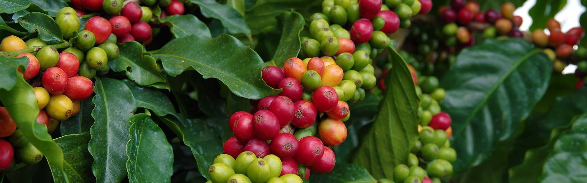 Hawaii Coffee Production Statistics - Big Island Coffee Roasters
