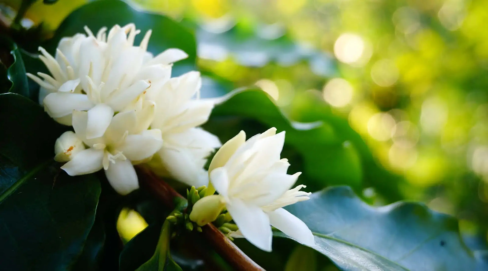 Shop Big Island Coffee Roasters