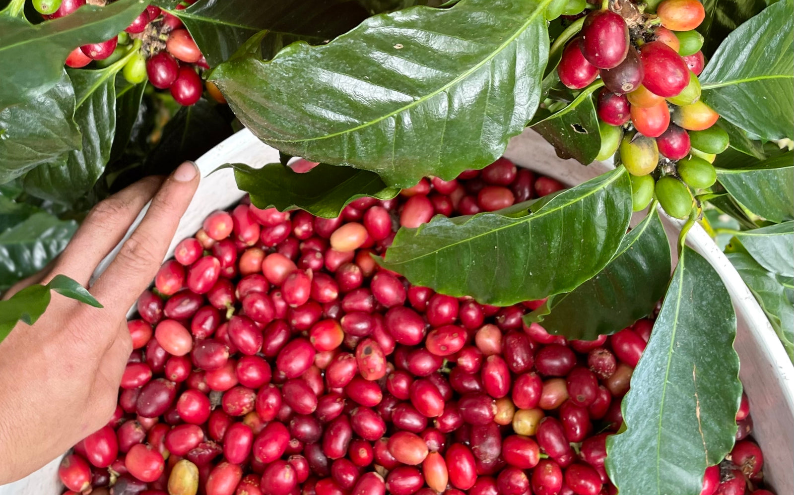 Kona Coffee Farm