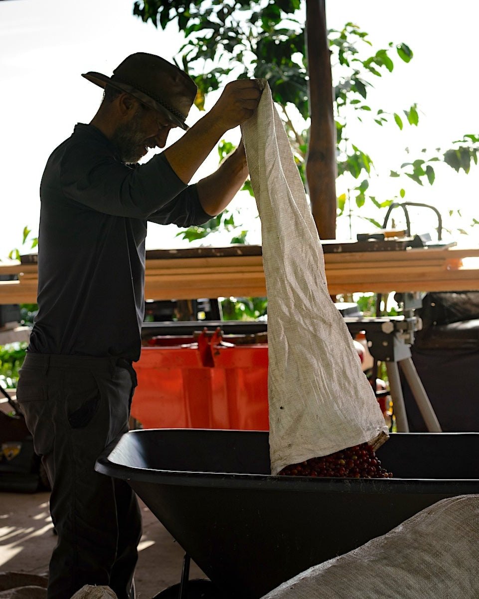 Man is pouring Kona coffee cherry into a wheelbarrow.