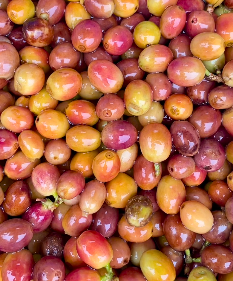 Whole Fruit Pacamara coffee