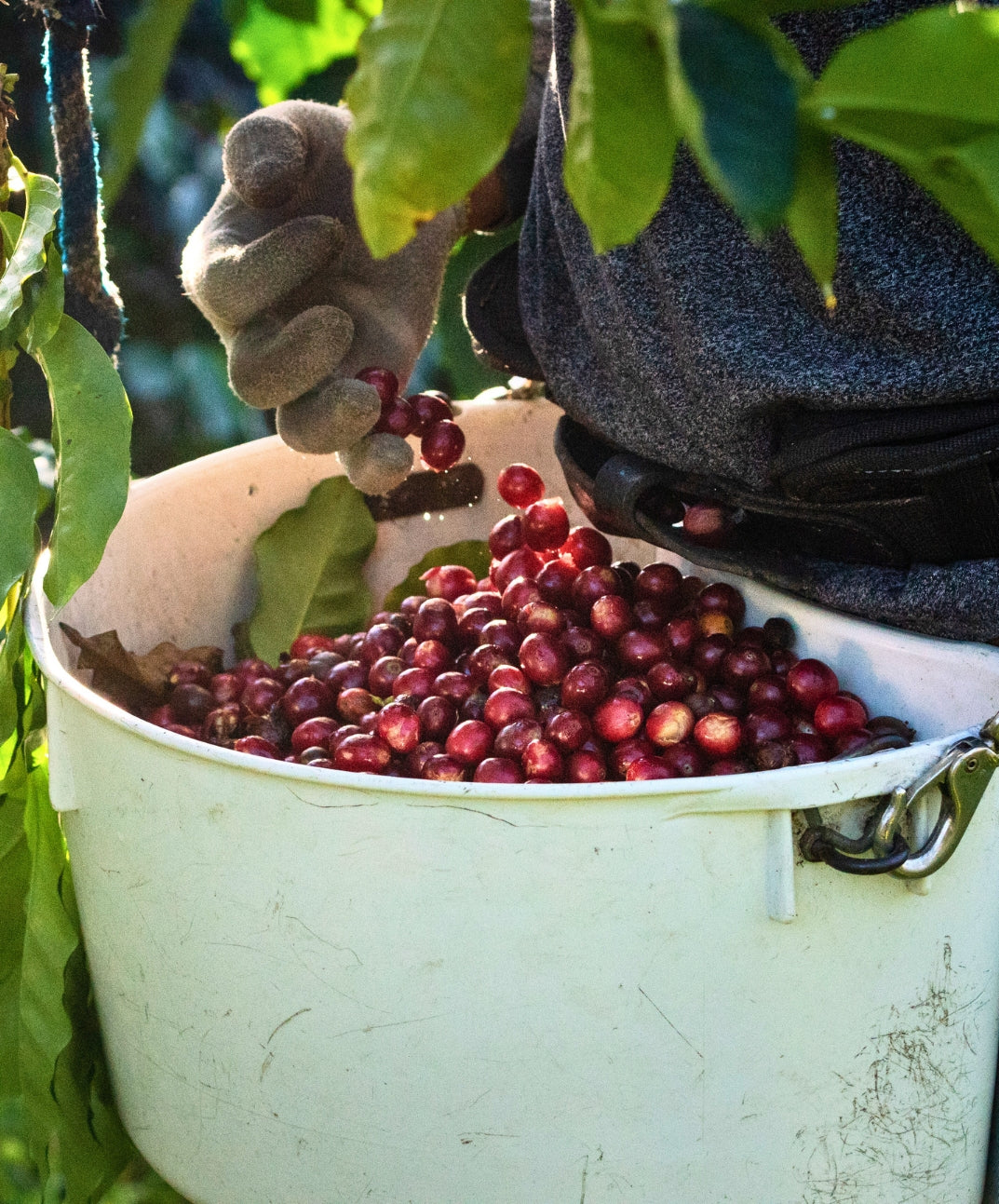 Red Bourbon | 100% Ka&#39;u Coffee