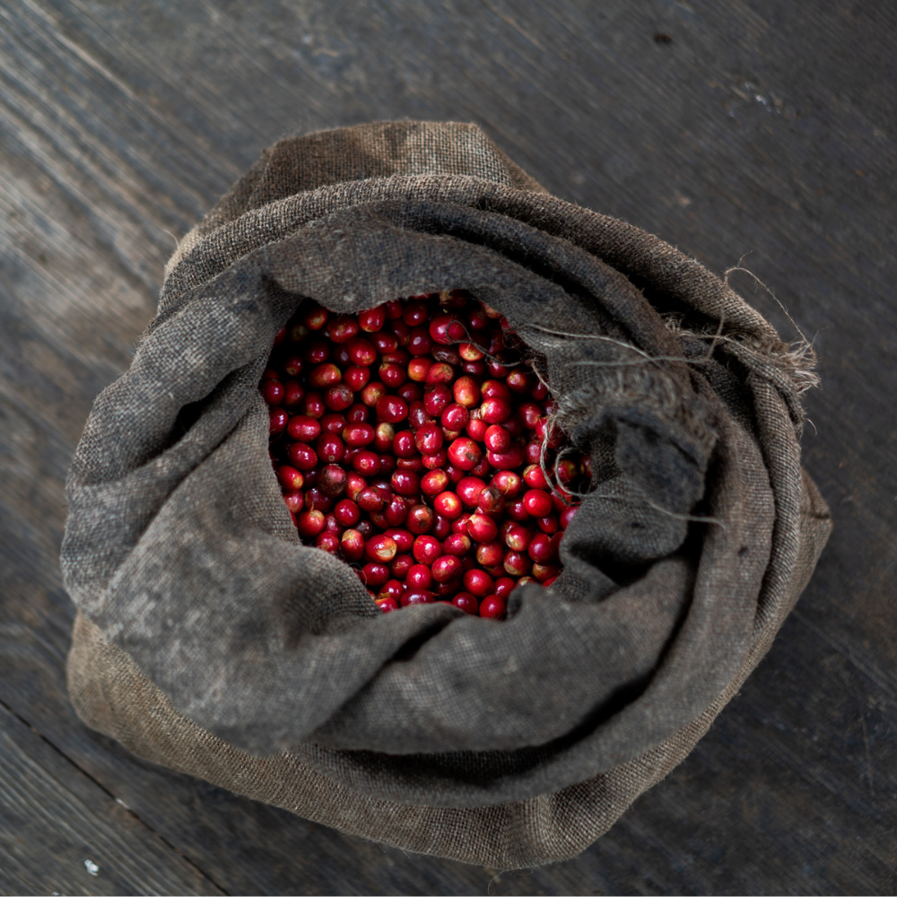 Ripe coffee grown in Kaʻū, Hawaii.