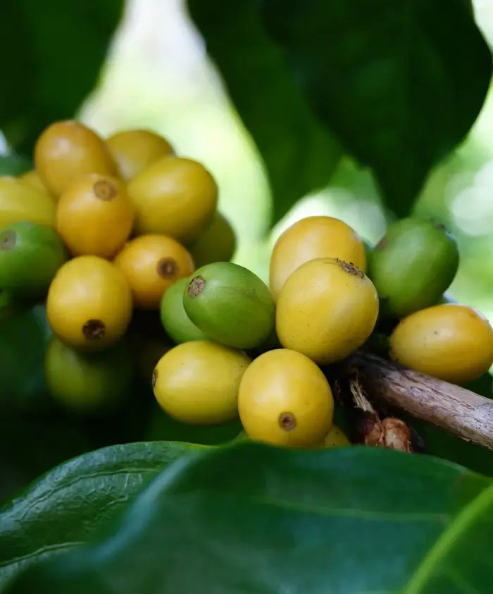 Yellow Bourbon Coffee | Powerful, Sweet & Juicy