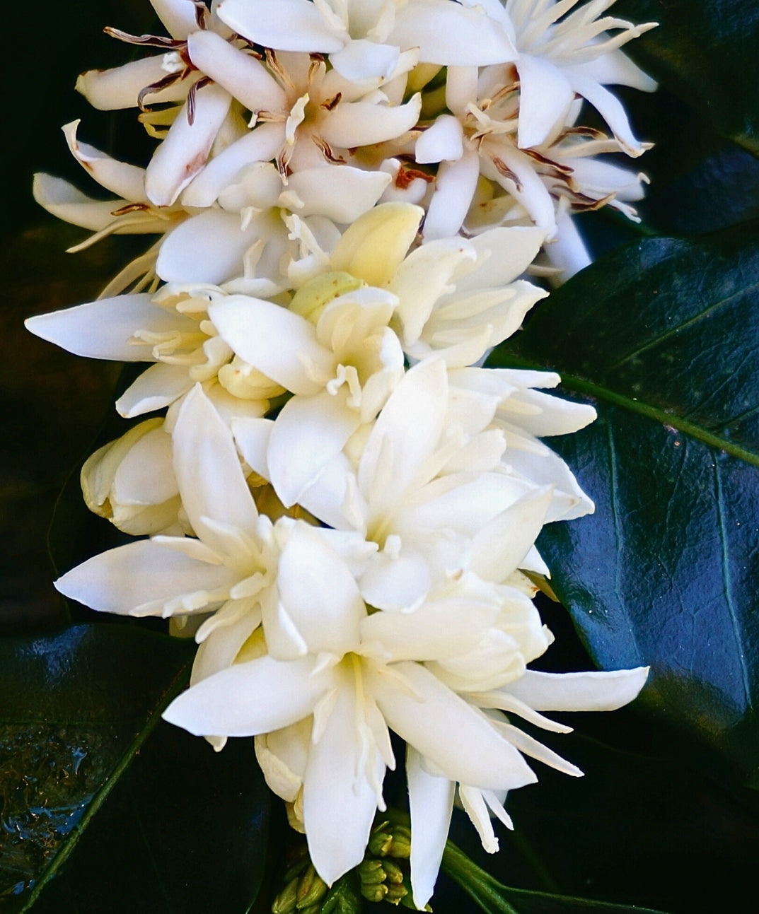 Medium Roast Kona Hawaiian Coffee Floral