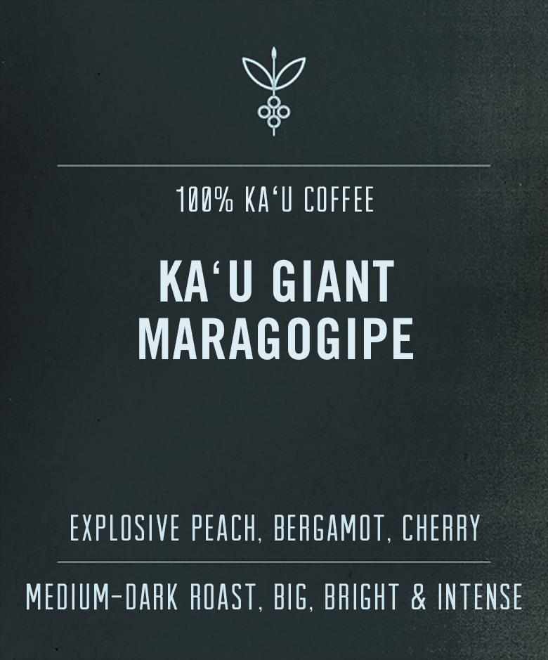 Ka'u Maragogipe | Giant Elephant Bean