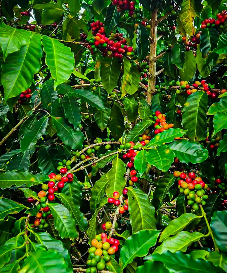 Coffee cherries from Elepoki Farm