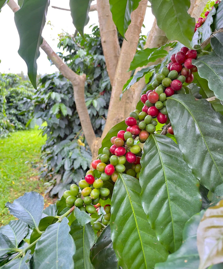 Ka'u Cloud Typica - 93 pts | 100% Kau Coffee