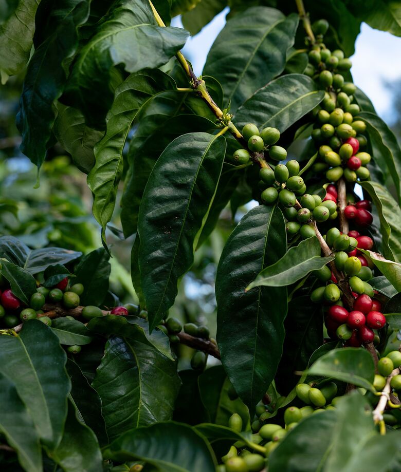 Coffee cherries on the vine