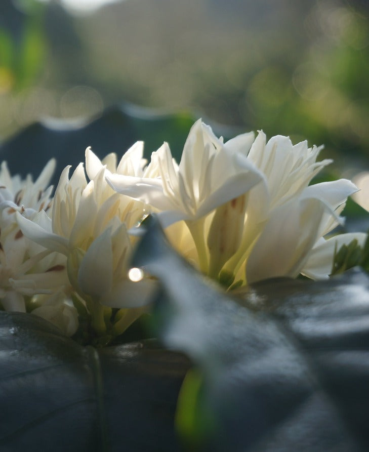 Aloha Honeyed SL34 | 100% Ka'u Coffee | Honey Processed