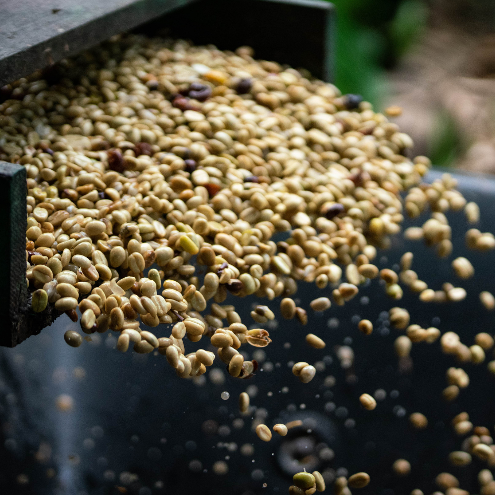 fresh pulping kona coffee