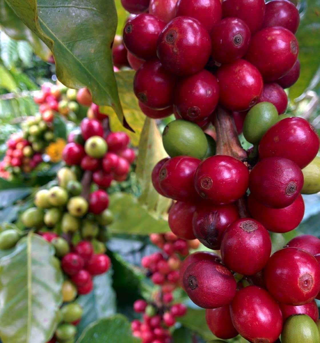 Kona Peaberry Coffee | Big Island Coffee Roasters