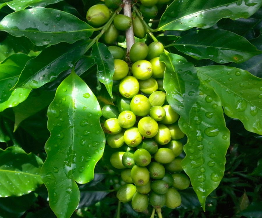 Green coffee cherries on the coffee tree