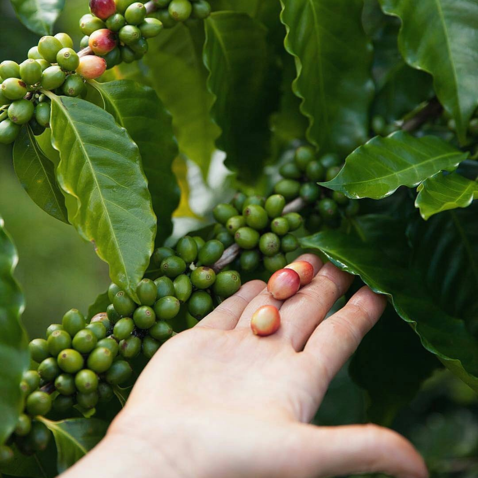 Hand-harvesting Kona hawaiian coffee