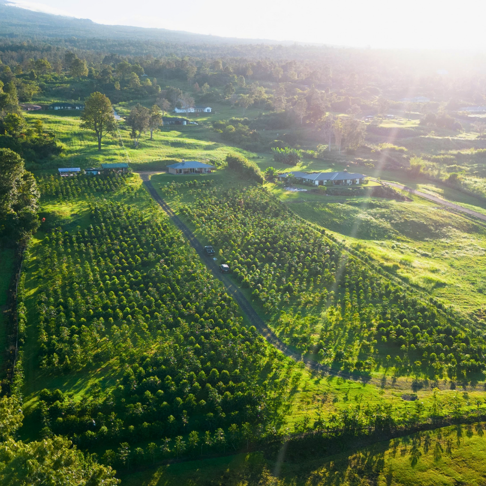 kona coffee farm landscape