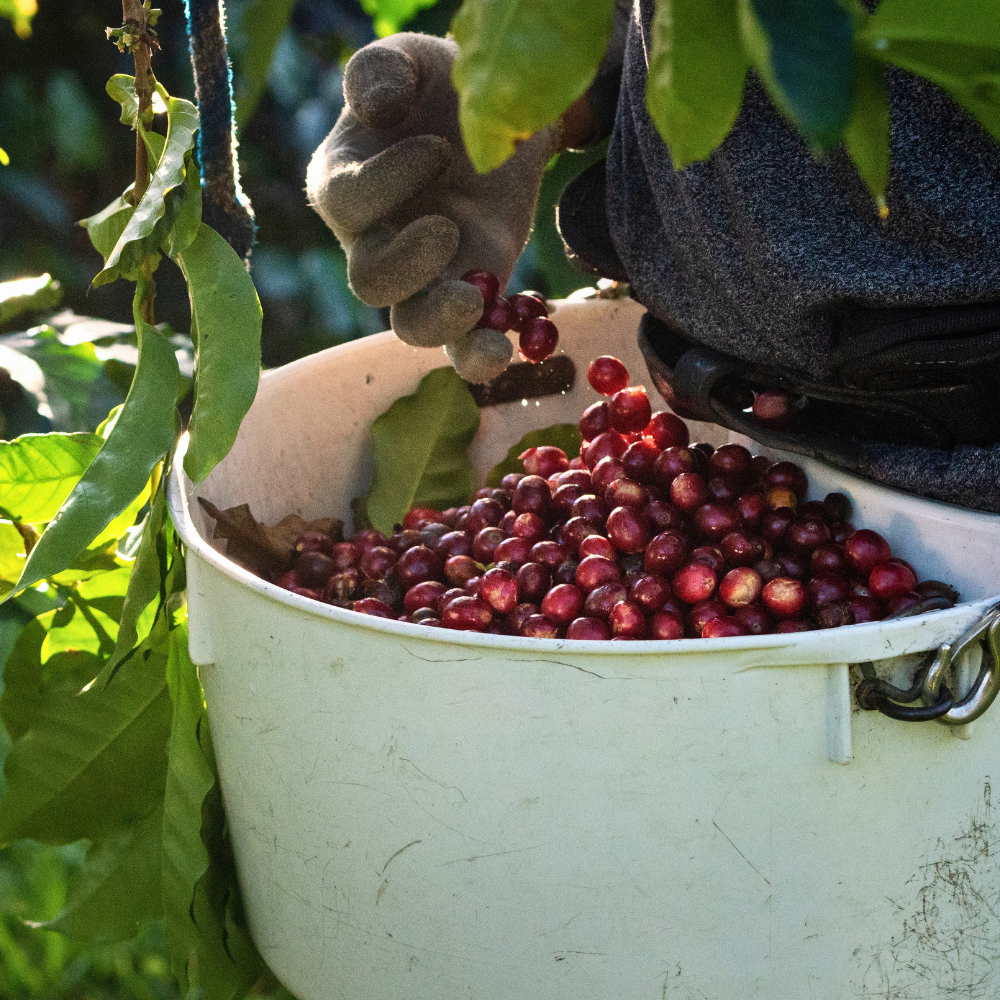 kona coffee harvest

