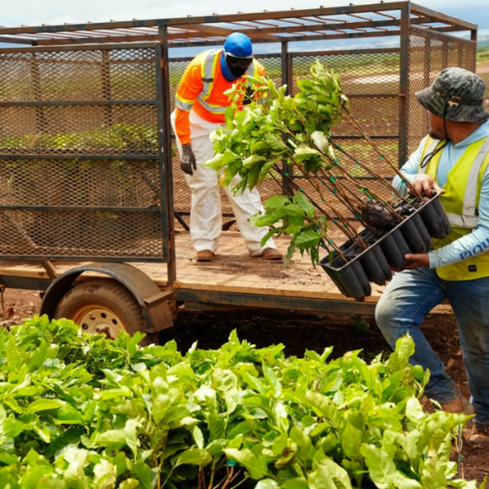 maui coffee planting trees
