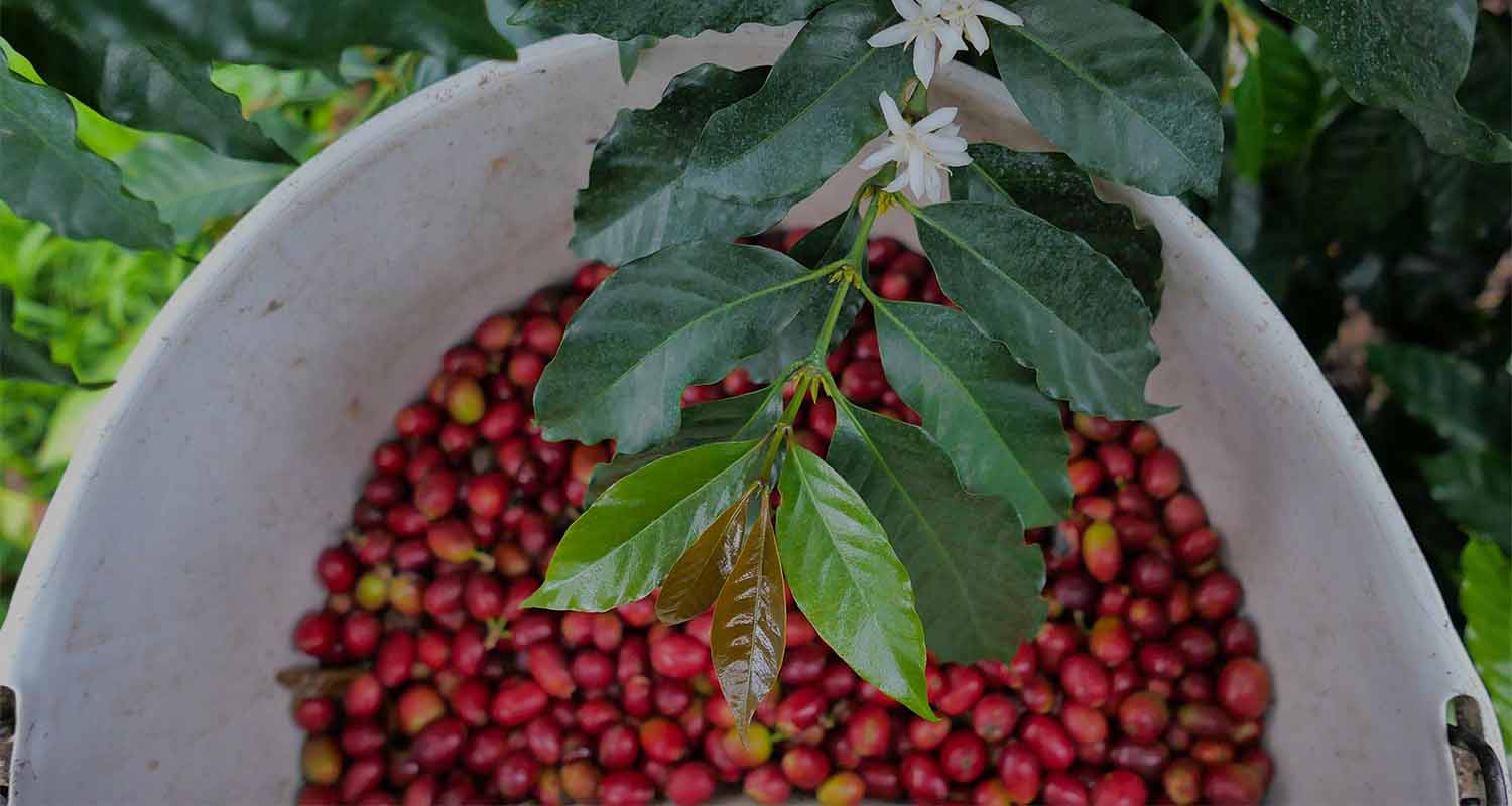 sustainable Hawaiian coffee