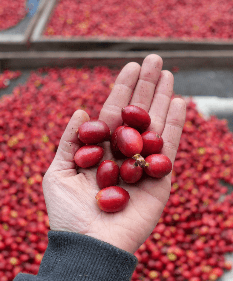 Big Island Coffee Roasters Hawaiian Coffee Whole Bean / 7 oz. Reserve: Natural Ka'u Maragogipe | Super-Specialty, Fruity Elephant Bean Natural Ka'u Maragogipe  | Super-Specialty, Fruity Elephant Bean