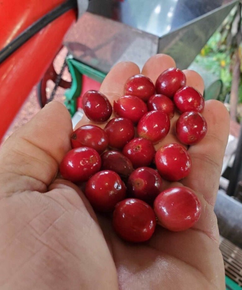 Kona Coffee Cherry | Big Island Coffee Roasters